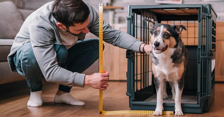 A man is showing how to measure a dog for a crate fit