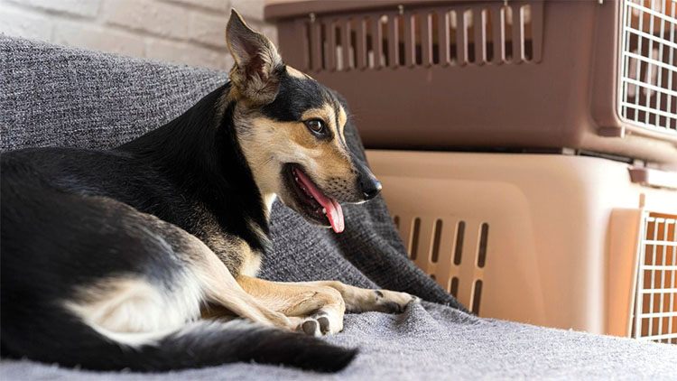 A dog lying on the sofa and 2 crates 