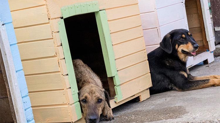 Two dogs lying in their crates