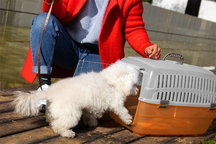 A woman in red clothes and her pet is stepping into the crate 